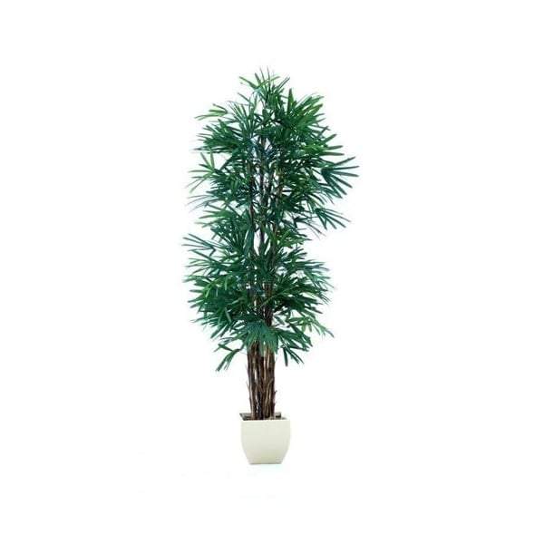 Raphis Palm (Thin Leaf) 2.4m-abc