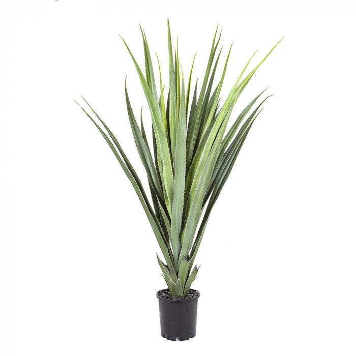 Pandanus Head Lge 1.4m Potted-abc