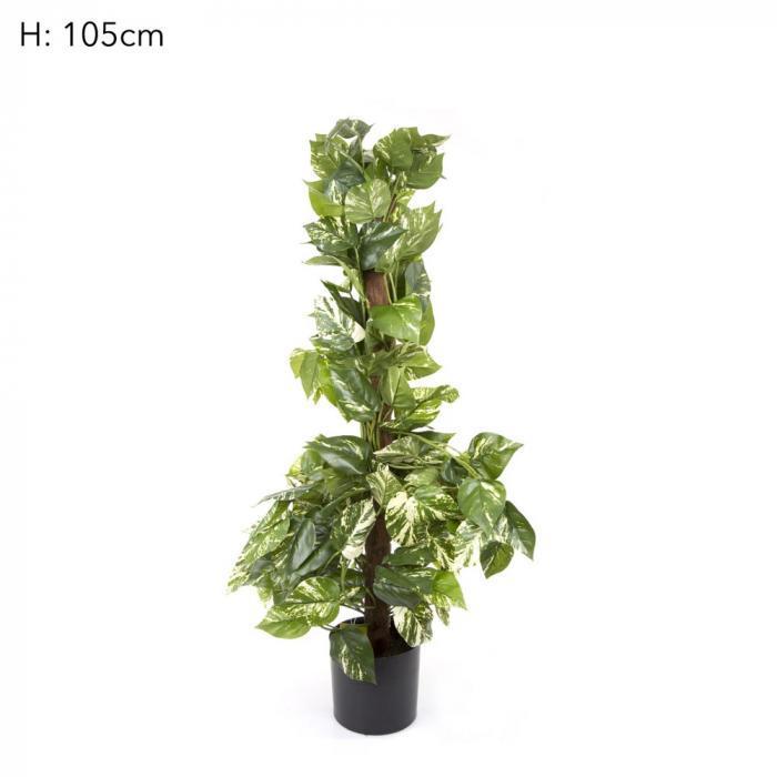 Pothos Vines on Coconut Pole 90cm 200Lvs-abc