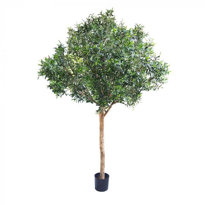 Giant Olive Tree 2.3m w/13728 Lvs 180 Fr-abc