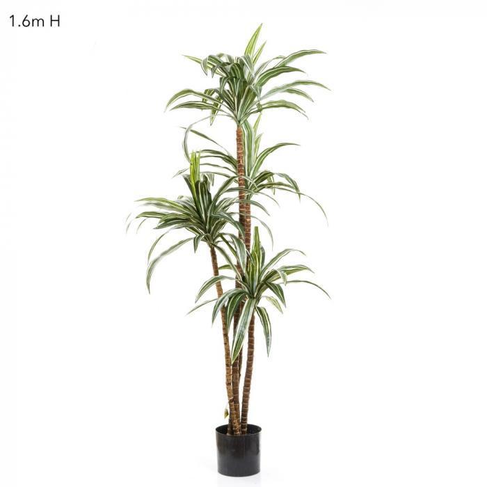 Variegated Dracaena 1.6m-abc