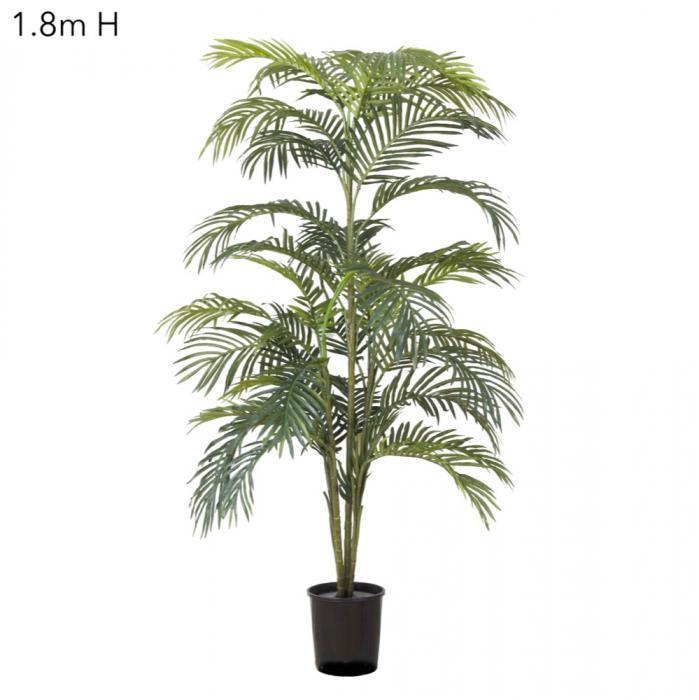 Areca Palm x 7 Potted - 1.8m-abc