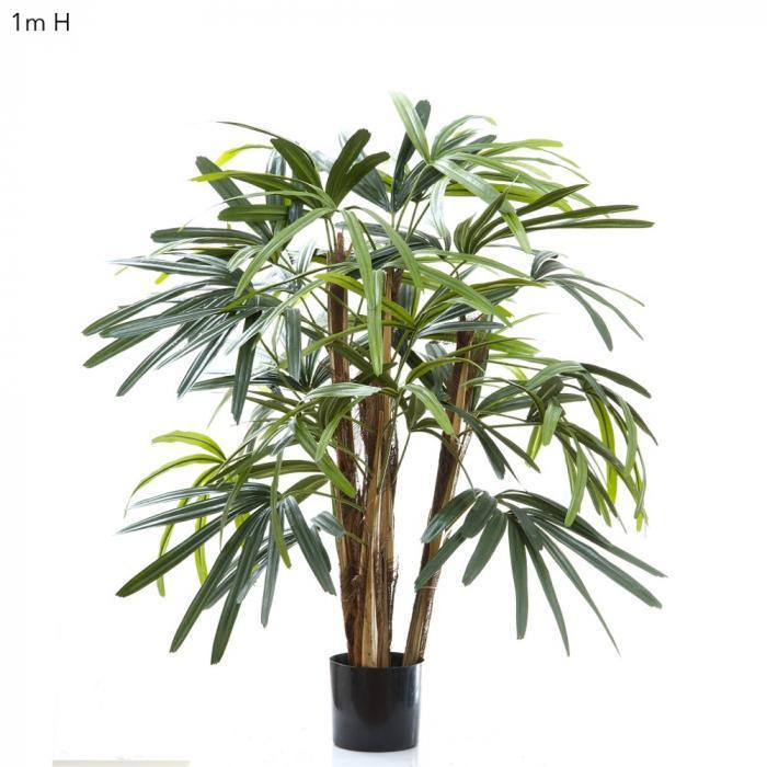 Raphis Palm W/236 Lves 1m-abc