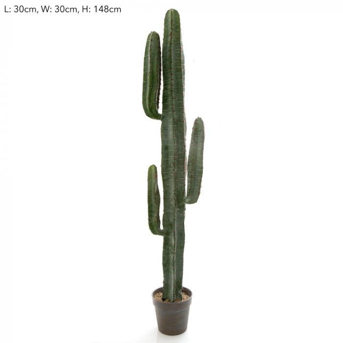 Desert Cactus 156cm-abc