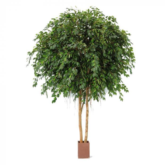 Giant Ficus Exotica 3.05m 12216Lvs-abc