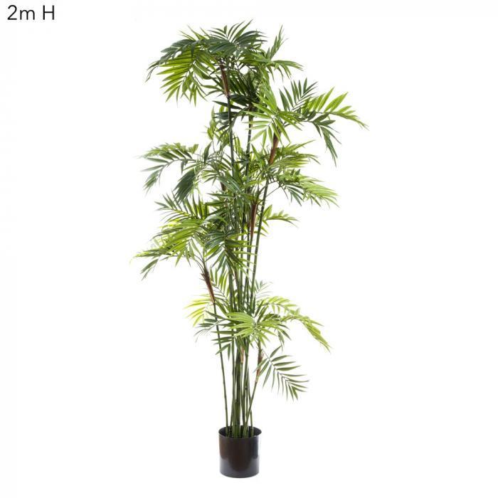 Parlour Palm 1.8m-abc