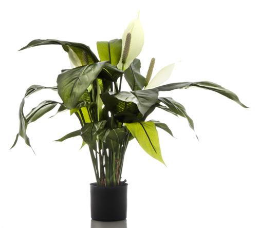 Spathiphyllum Lily 63cm White-abc
