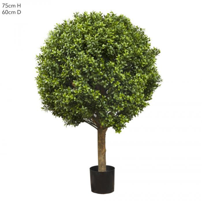Boxwood Ball Tree 75cm (Dia 60cm)-abc