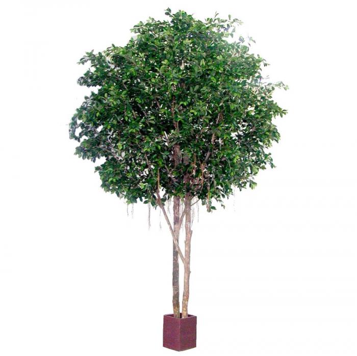 Ficus Retusa Giant 12960Lvs 3.05M-abc
