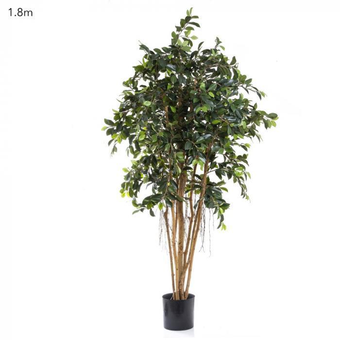 Ficus Retusa 1.8m-abc