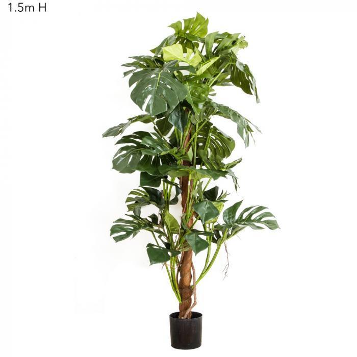 Split-Leaf Philodendron 1.5m-abc
