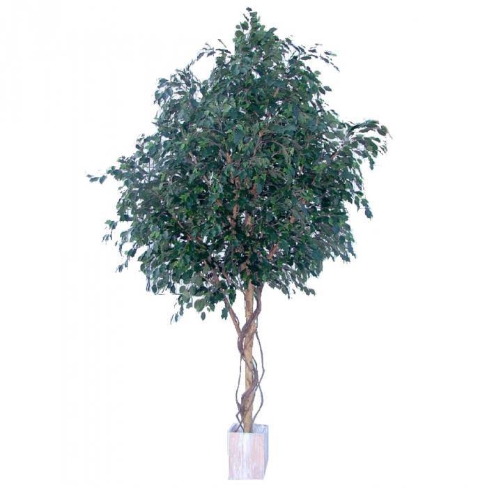 Ficus Exotica Giant Tree 6600 Lvs 3.05M-abc