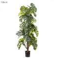 Split-Leaf Philodendron 1.8m-abc