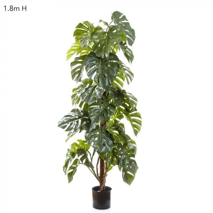 Split-Leaf Philodendron 1.8m-abc