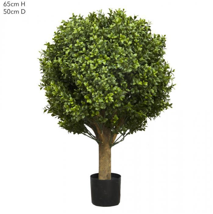 Boxwood Ball Tree 65cm (Dia 50cm)-abc