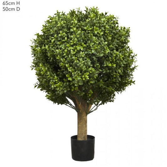 Boxwood Ball Tree 65cm (Dia 50cm)-abc
