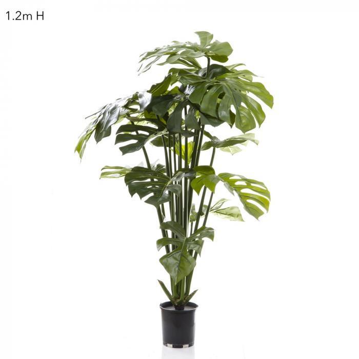 Split-Leaf Philodendron 1.2m Potted-abc