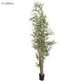 Bamboo Tree Natural Trunk 2.2m 1598 Lvs-abc