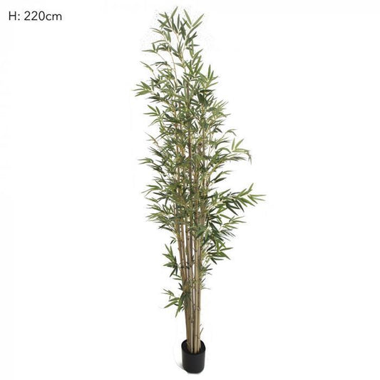 Bamboo Tree Natural Trunk 2.2m 1598 Lvs-abc