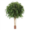 6.1M Giant Ficus Exotica 35580 Lvs-abc