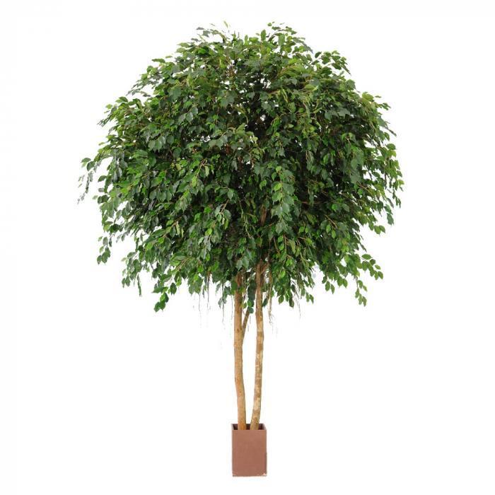 6.1M Giant Ficus Exotica 35580 Lvs-abc