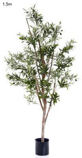 Olive Tree 1.5m-abc