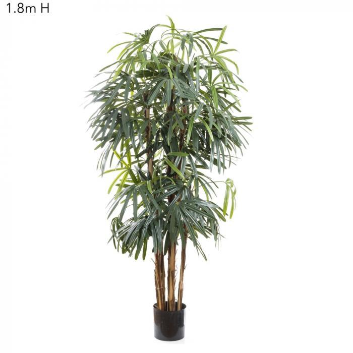 Raphis Palm (Thin Leaf) 1.8m-abc