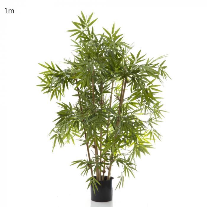 Japanese Bamboo Tree 1m-abc