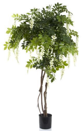 Wisteria Tree 1.9m - White-abc