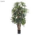 Raphis Palm (Thin Leaf) 1.2m-abc