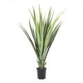Pandanus Head Lge 1.4m Potted-abc