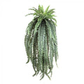 Fern Boston Giant 1.5m-abc