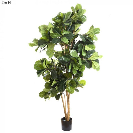 2.0M Fiddle Leaf Tree W 372 Lvs-abc