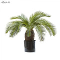 Cycus Palm 65cm 19 Lves-abc
