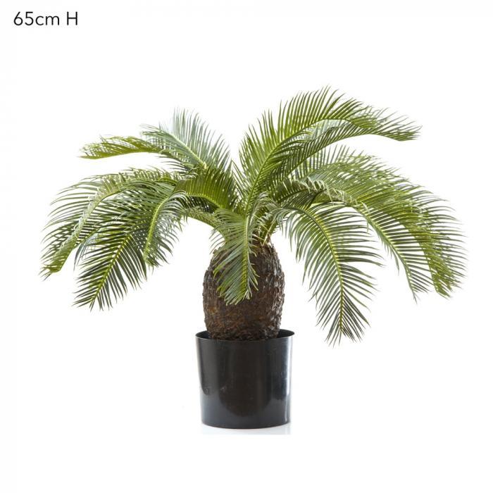 Cycus Palm 65cm 19 Lves-abc