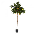 180cm Mango Tree w/680 Lvs 16 Fruits ooooo-abc