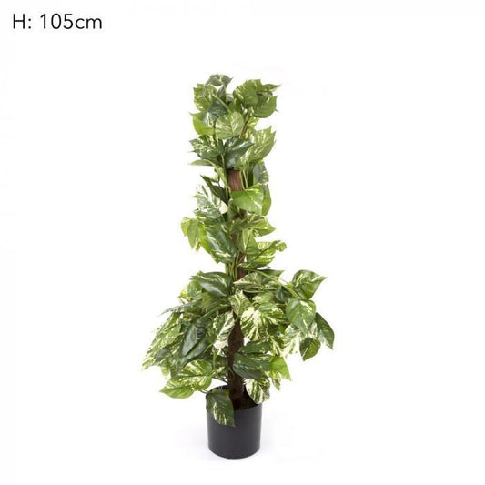 Pothos Vines on Coconut Pole 90cm 200Lvs-abc
