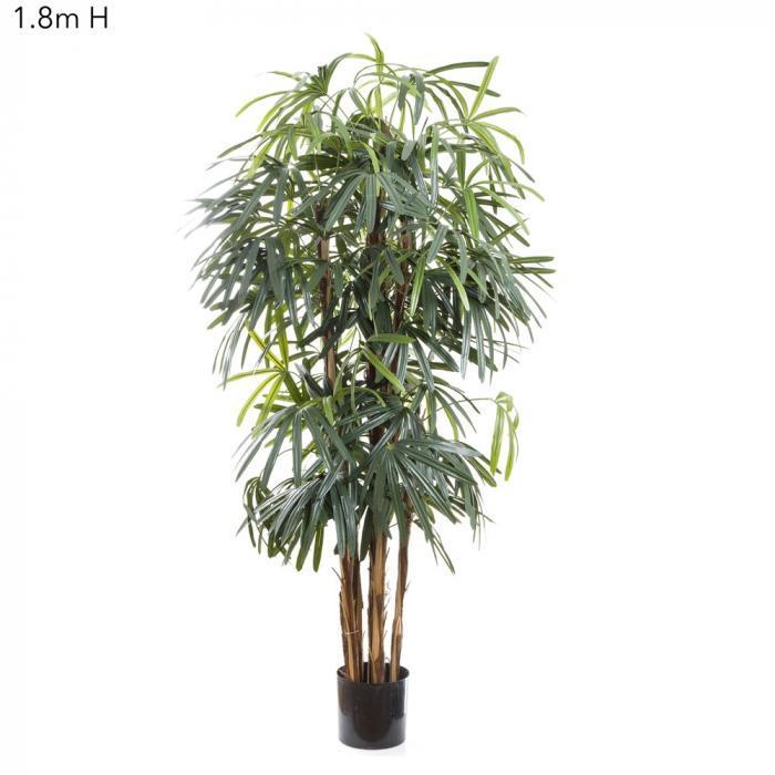 Raphis Palm (Broad Leaf) 1.8m-abc