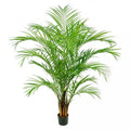 Areca Palm 816 Lvs 1.8m-abc