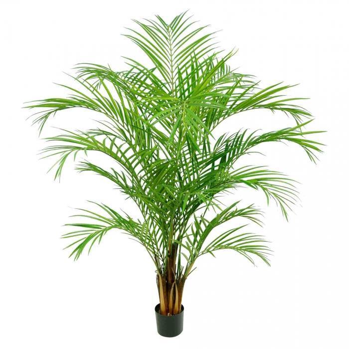 Areca Palm 816 Lvs 1.8m-abc