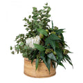 Eucalyptus / Gumnut in Haiti Pot Sml-abc