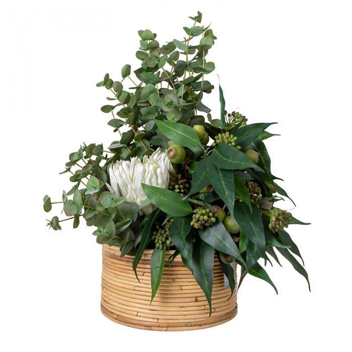 Eucalyptus / Gumnut in Haiti Pot Sml-abc