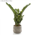 90cm Potted Smargago-abc