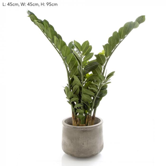 90cm Potted Smargago-abc