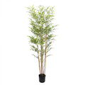 Bamboo Tree 1.8m-abc