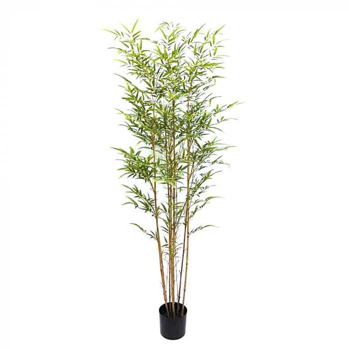Bamboo Tree 1.8m-abc