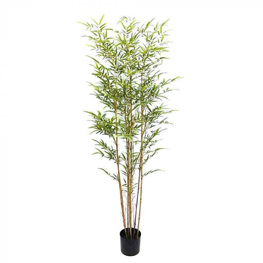 Bamboo Tree 1.8m-abc