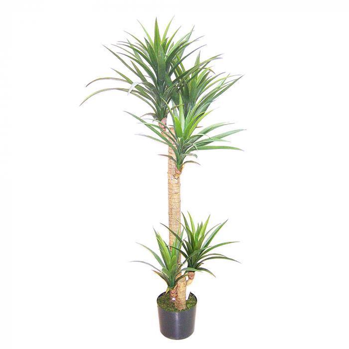 Yucca Head Tree in Plastic Pot 1.5m-abc