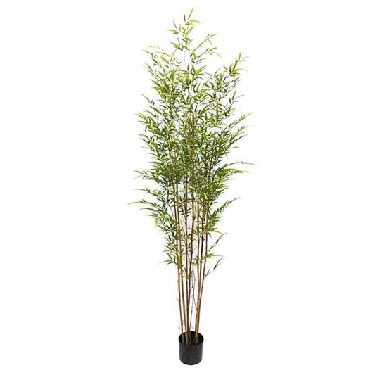 Bamboo Tree 2.1m-abc