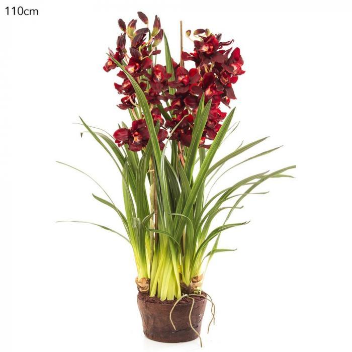 Cymbidium Giant Paper Pot 110cm Burgun-abc